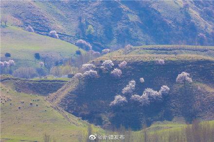 新源县：粉色杏花像云彩般飘满南山峡谷