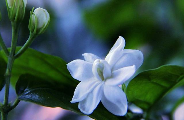 12首关于茉莉花的古诗词，在诗意中感受茉莉花的浓香与芬芳