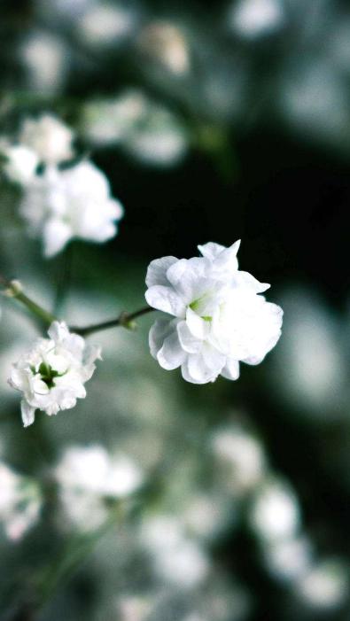 12首关于茉莉花的古诗词，在诗意中感受茉莉花的浓香与芬芳
