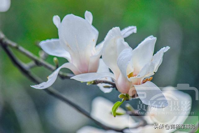 玉兰花盛开的美丽，中国著名的花木，洁白娇美的花朵外形像莲花
