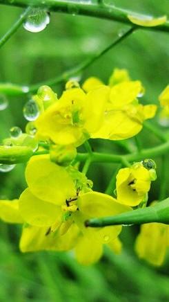 油菜花在雨水的滋润下，惊艳了春天，你可知雨中的油菜花有多美？