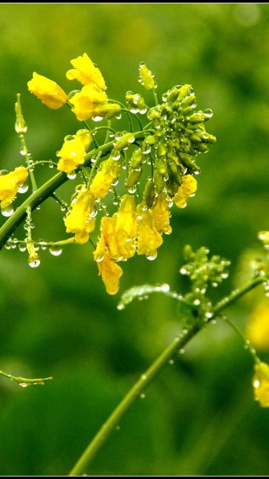 油菜花在雨水的滋润下，惊艳了春天，你可知雨中的油菜花有多美？