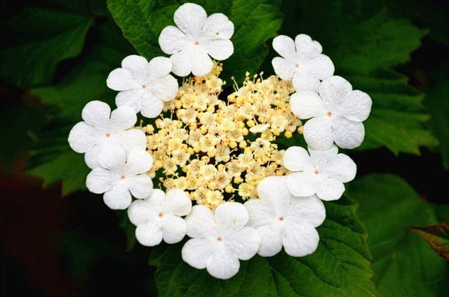 “烟花三月下扬州”中的“烟花”，原来和“玉树后庭花”是一种花
