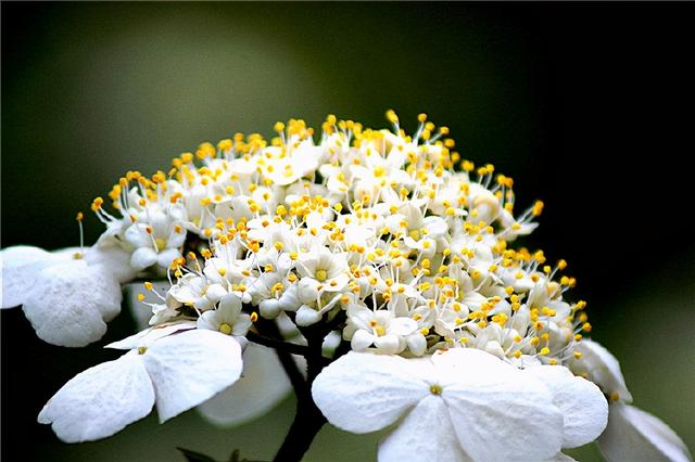 “烟花三月下扬州”中的“烟花”，原来和“玉树后庭花”是一种花