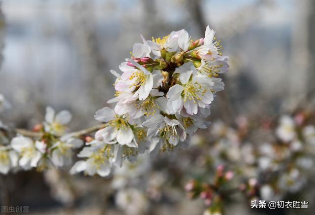 唐诗里的山樱花，开在寒食节清明节左右，是樱花的本源