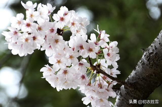 唐诗里的山樱花，开在寒食节清明节左右，是樱花的本源