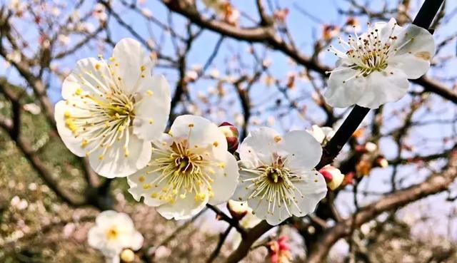 三月桃花开：10首古诗文里的桃花，10种风情