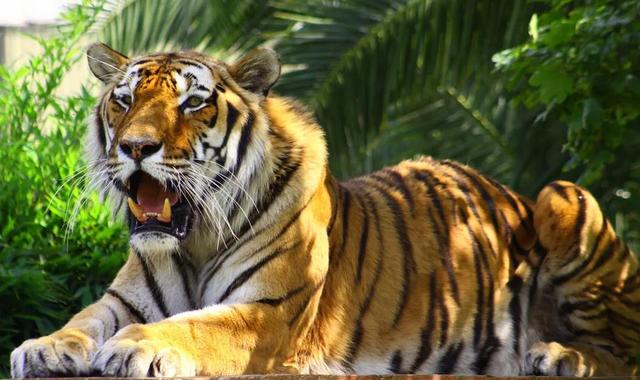 在语言中与虎有关的歇后语十分丰富精彩