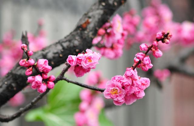 「诗词鉴赏」一番春信到梅花，九首古诗词，感受春天的气息