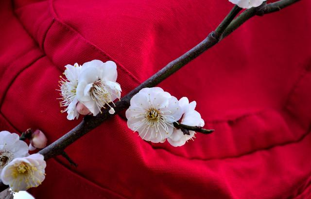 「诗词鉴赏」一番春信到梅花，九首古诗词，感受春天的气息