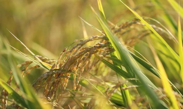 丰收季节，黄澄澄的稻谷，整个田野就像一块金色的地毯