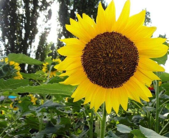 向日葵的特点是什么，向日葵为什么向着太阳