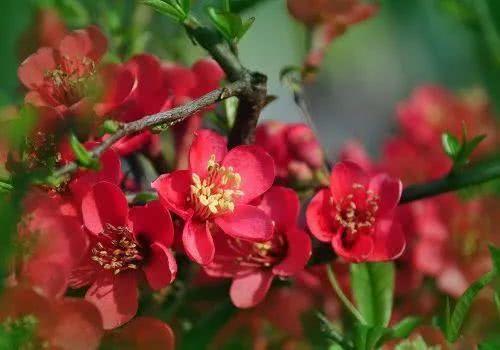这八首海棠花的诗词，写出三月美好春光