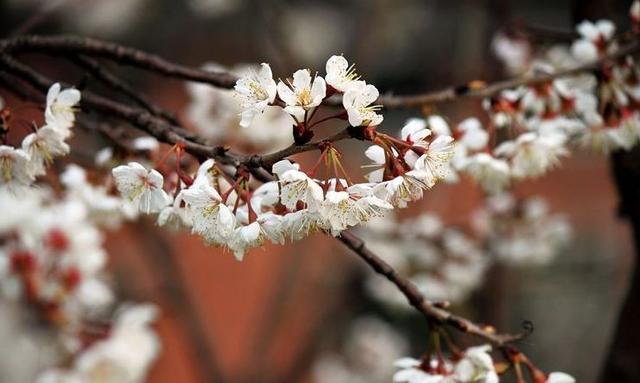 「诗词鉴赏」春风尽属樱桃花，古诗词里的樱桃花，繁英如雪