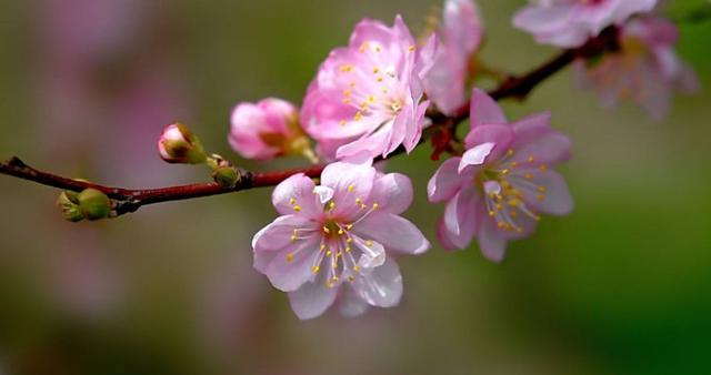 「诗词鉴赏」春风尽属樱桃花，古诗词里的樱桃花，繁英如雪