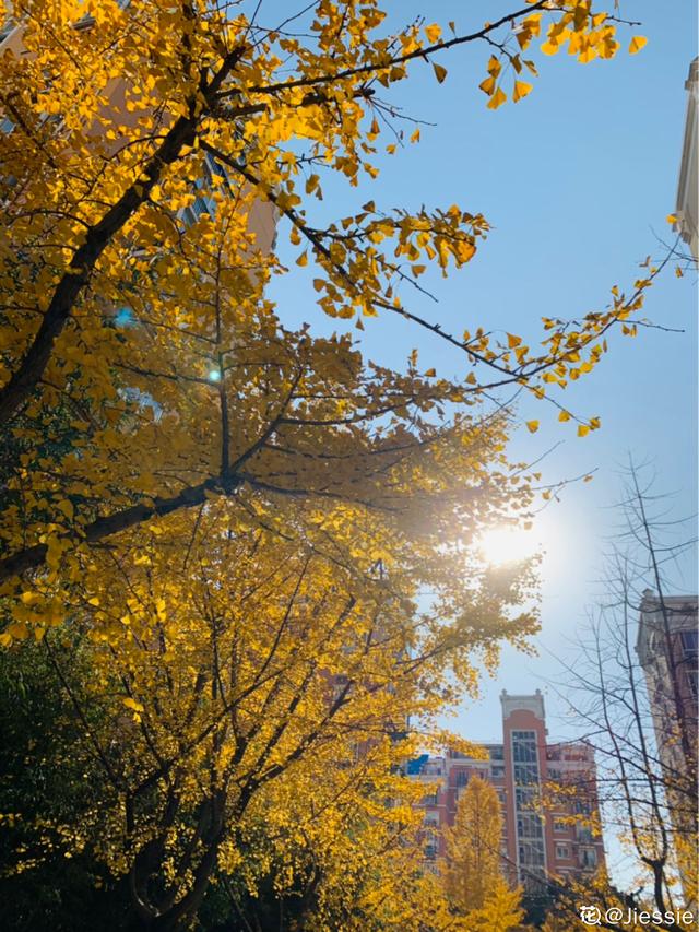 秋天银杏成了“黄金树”，颜值超高，为啥种的人很少