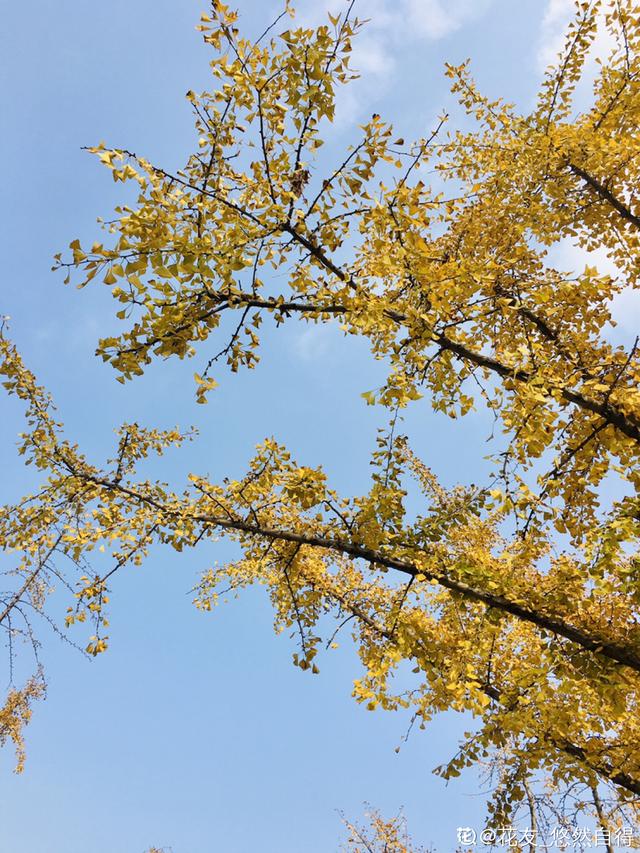 秋天银杏成了“黄金树”，颜值超高，为啥种的人很少