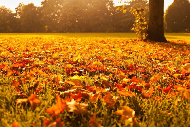 100句秋天诗词：哪一句是你心中的秋天？