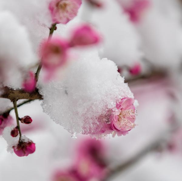 与梅并作十分春，十二首雪梅的诗词，看雪中绽放的梅花，傲霜斗雪
