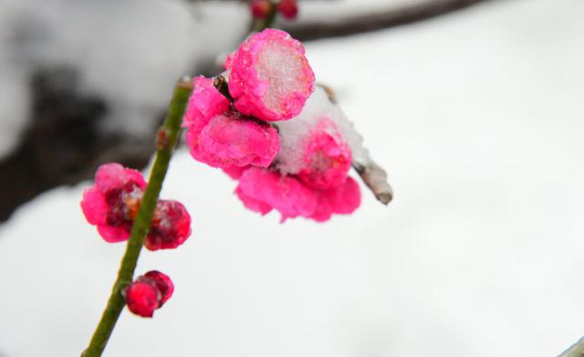 与梅并作十分春，十二首雪梅的诗词，看雪中绽放的梅花，傲霜斗雪