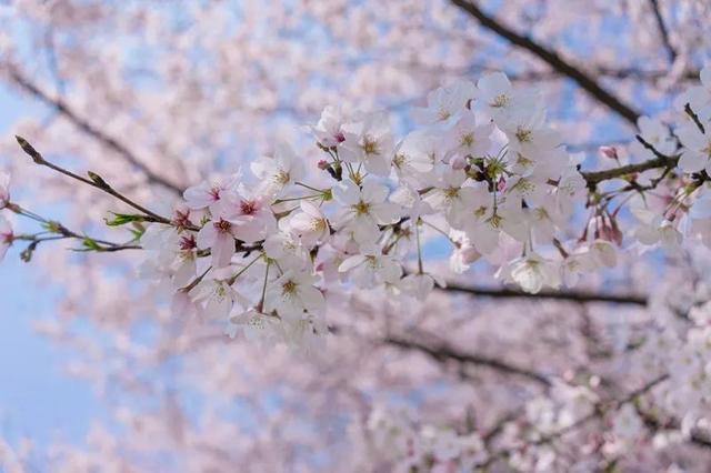 人民日报总结：100首春光诗词，一起感受春天里最美的风景