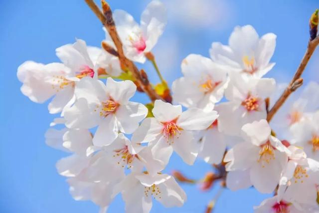 人民日报总结：100首春光诗词，一起感受春天里最美的风景