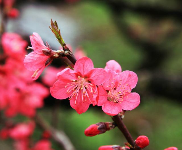 占断春光是此花，十二首桃花的诗词，在诗词中共赴一场桃花之约