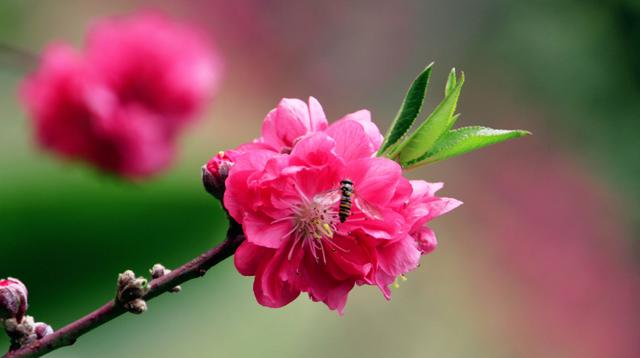 占断春光是此花，十二首桃花的诗词，在诗词中共赴一场桃花之约