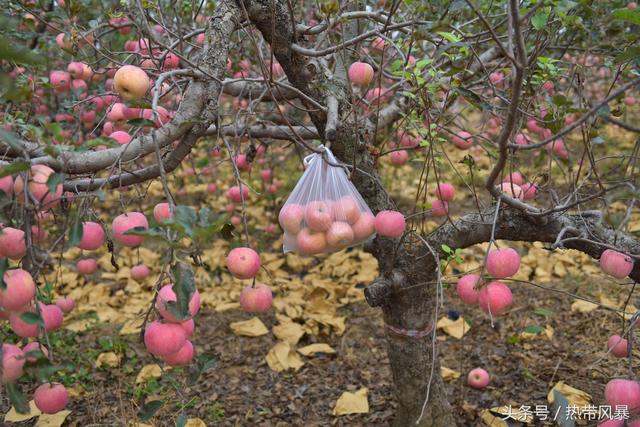红艳艳的苹果像一盏盏红灯笼挂在枝头上，一派喜人的丰收景象！