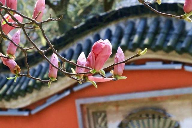 春天里，“花”开镇江⑥人间最美三四月 茅山等你来寻花