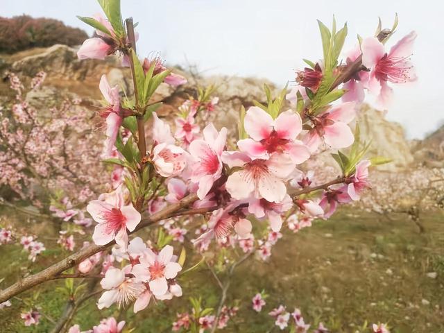 春天里，“花”开镇江⑥人间最美三四月 茅山等你来寻花