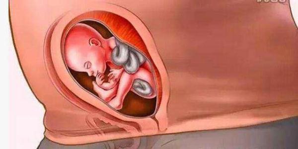 怀胎十月到底是什么样的，十张图带你看孕育过程，生而为人须了解