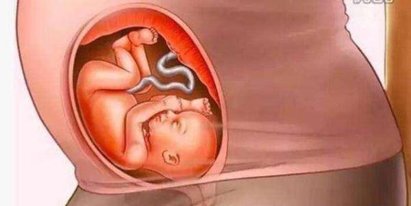 怀胎十月到底是什么样的，十张图带你看孕育过程，生而为人须了解