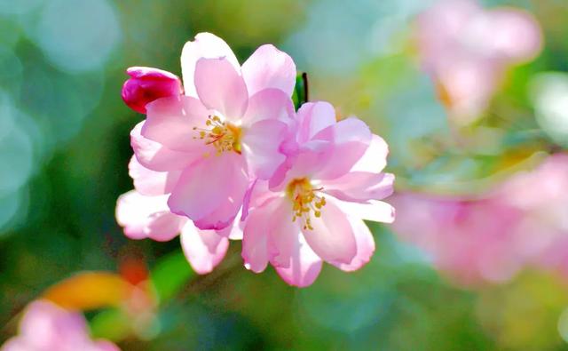 故园今日海棠开，十首海棠的诗词，看海棠于春日枝头明媚绽放