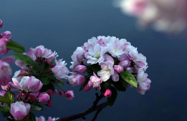 故园今日海棠开，十首海棠的诗词，看海棠于春日枝头明媚绽放