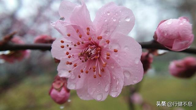 沾衣欲湿杏花雨：十二首著名的春雨诗词，展示大诗人的雨中情