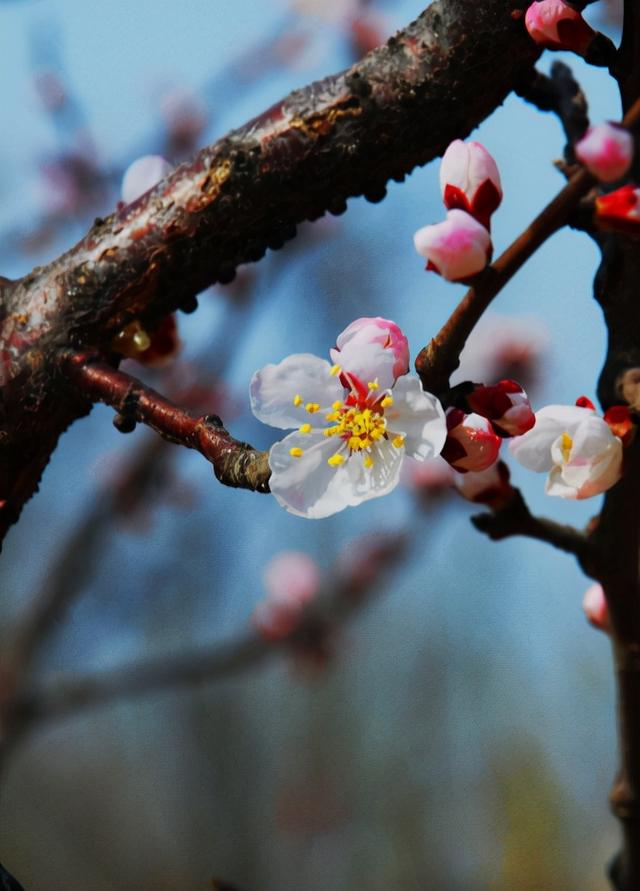 「诗词鉴赏」沾衣欲湿杏花雨，十首杏花的诗词，惊艳了整个春天