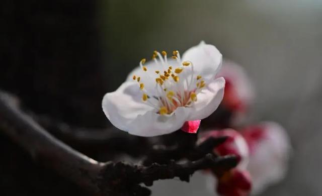 「诗词鉴赏」沾衣欲湿杏花雨，十首杏花的诗词，惊艳了整个春天