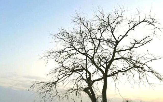 冬天的•树
