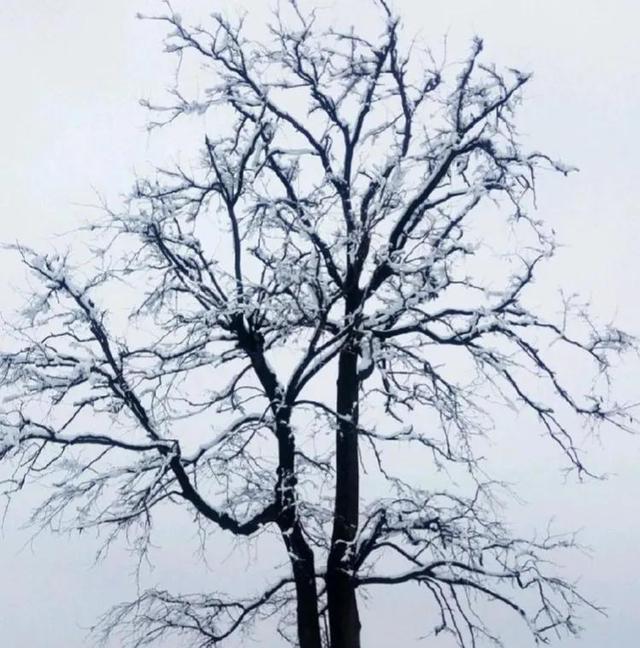 冬天的•树