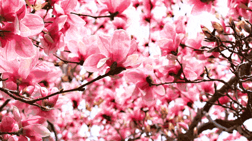 忽如一夜春风来，十首春风的诗词，在春风中领略春天之美