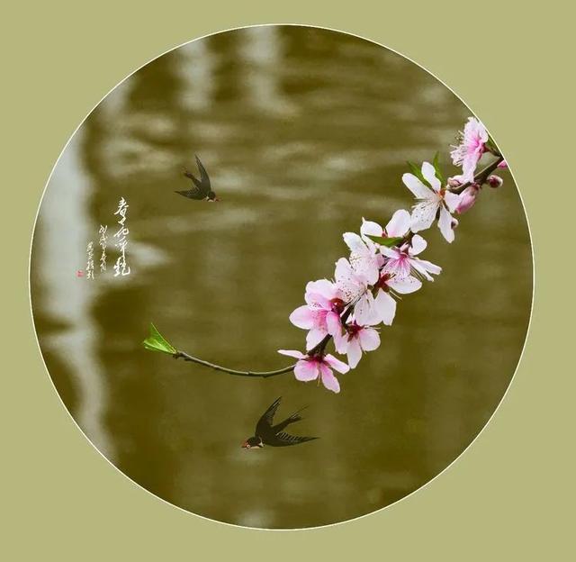 「诗词鉴赏」燕子衔来春风暖，十二首燕子的诗词，最是一年春好时