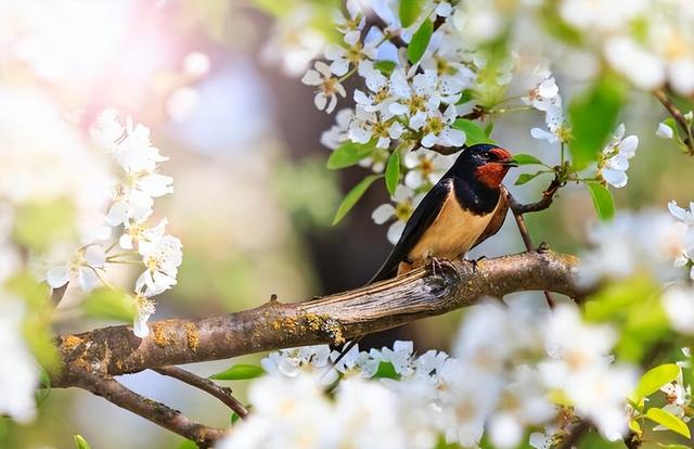 「诗词鉴赏」燕子衔来春风暖，十二首燕子的诗词，最是一年春好时