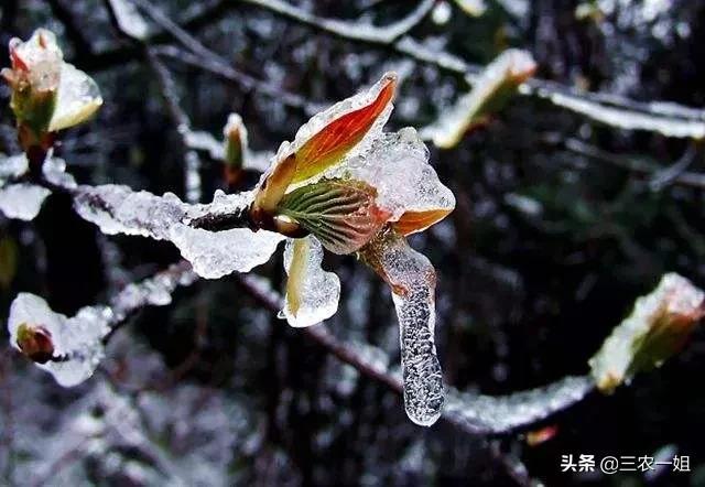 天气预报：年快到了，特大暴雪来临，春节冷到哭？老祖宗俗语咋说