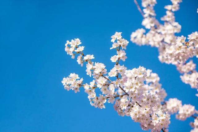 18首春天的绝美诗词，在诗意中赏一场春暖花开