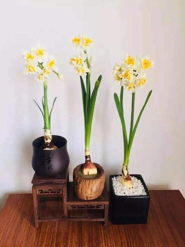 中国人最爱的26种花，富贵吉祥，自带好运，你家养了几种？