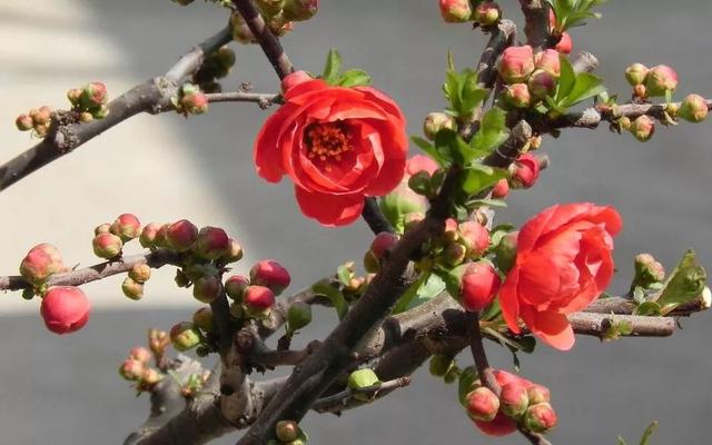 中国人最爱的26种花，富贵吉祥，自带好运，你家养了几种？
