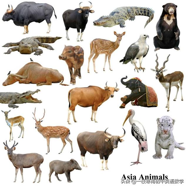 中考英语作文训练丨拒绝野味，保护野生动物！