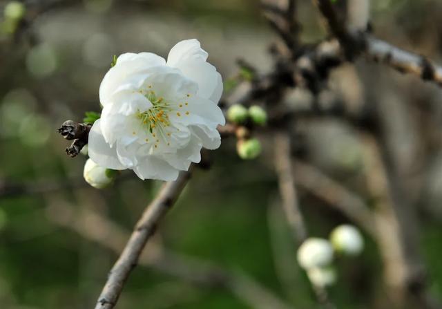 诗词鉴赏-欲与梨花共白，十首白桃花的诗词，酝酿一个浪漫春色