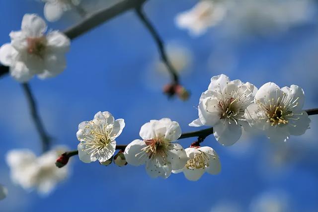 诗词鉴赏-欲与梨花共白，十首白桃花的诗词，酝酿一个浪漫春色